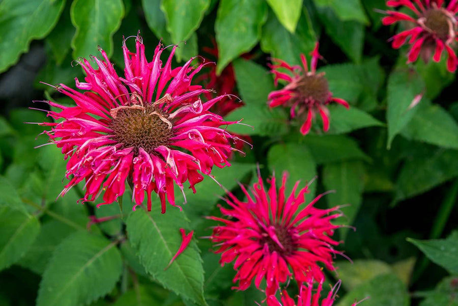 Bergamot & Wild Horse Mint - for planting in home garden
