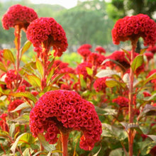 Cockscomb Celosia Cristata Seeds for reliable seasonal color