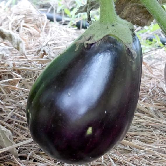 Eggplant Solanum melongena for planting in vegetable patch