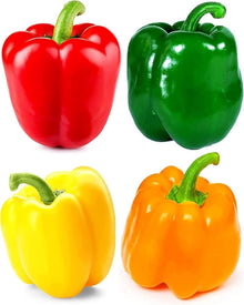 Certified Organic Chinese Giant Red Pepper Seeds for growers stocking a kitchen garden