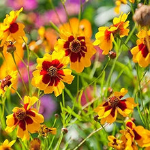Coreopsis Plant Seeds (Coreopsis spp.) for colorful blooms in the Flower Bed & Garden