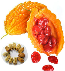 Bitter Melon Balm Apple Seeds (Momordica charantia) for a reliable harvest in the Vegetable Patch