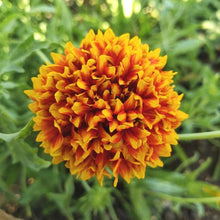 Drought-Tolerant Gaillardia Seeds for growers seeking a long-blooming display