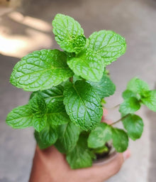Mint Plants for a fragrant addition to the herb patch