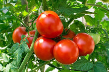Spanish Tomato Seeds for a fresh homegrown crop from the Solanum garden vegetable bed