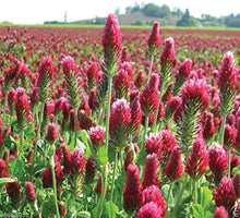 Italian Clover Seeds (Trifolium repens) grown for soil Cover Crop