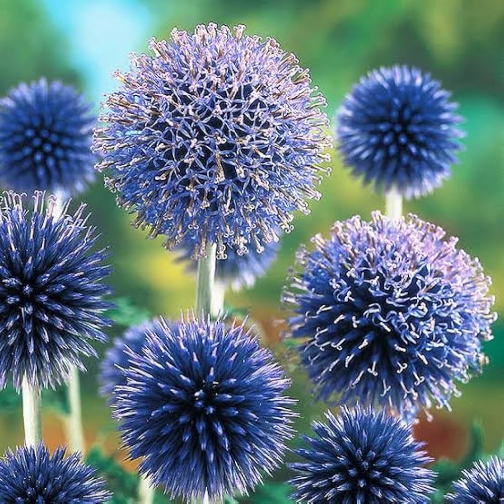 Blue Globe Thistle Echinops Ritro Seeds for planting in flower bed