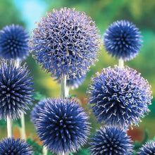 Globe Thistle Blue Seeds (Echinops ritro) for colorful blooms in the flower bed urban garden