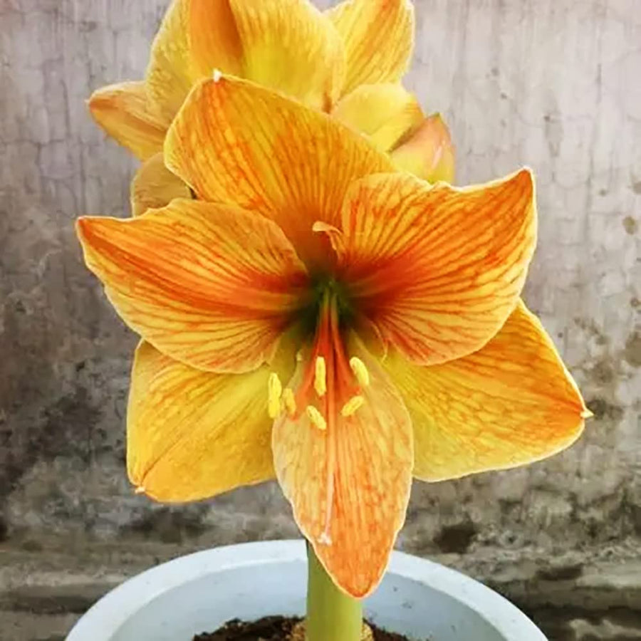 Yellow Sunrise Amaryllis Hippeastrum spp. Bulbs for planting in indoor garden