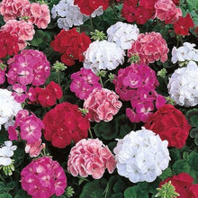 Mixed Geranium Seeds for growers filling out the Vibrant Garden Flowers