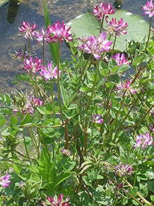 Chinese Milkvetch Seeds (Astragalus sinicus) for seasonal color across the Medicinal Herb Garden or Flower Border