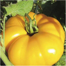 Sweet Gold FT Hybrid Tomato Seeds for home growers seeking a reliable harvest