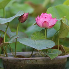Nelumbo Nucifera Pink Lotus Aquatic Seeds for a colorful addition to any planting