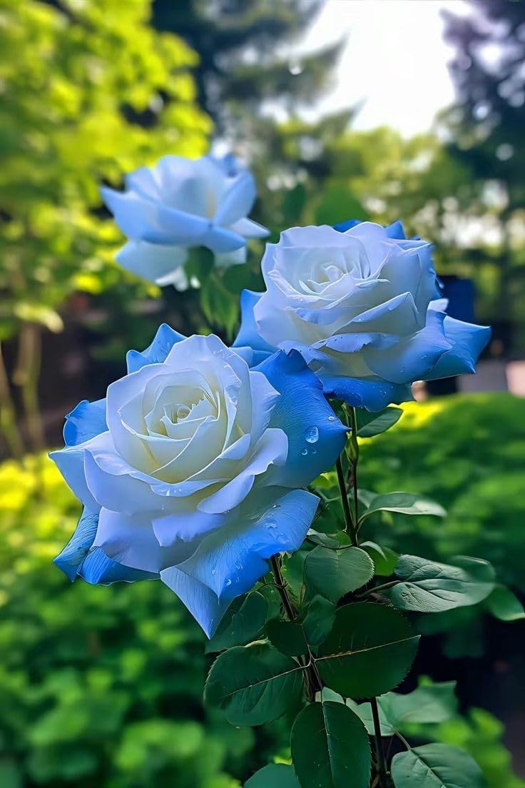 Light Blue Rose (Rosa spp.) for planting in home flower garden
