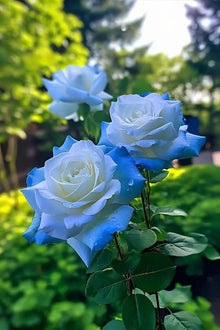 Light Blue Rose (Rosa spp.) for planting in home flower garden