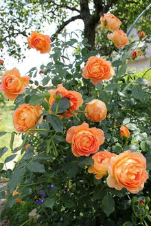Mix Color Climbing Rose Seeds for training up trellises and fences