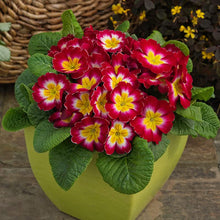 Primrose Primula vulgaris flower seeds for home garden planting - for planting in home garden