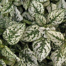 Hypoestes White Polka Dot Plant Flower Seeds â€“ Long-Lasting Foliage