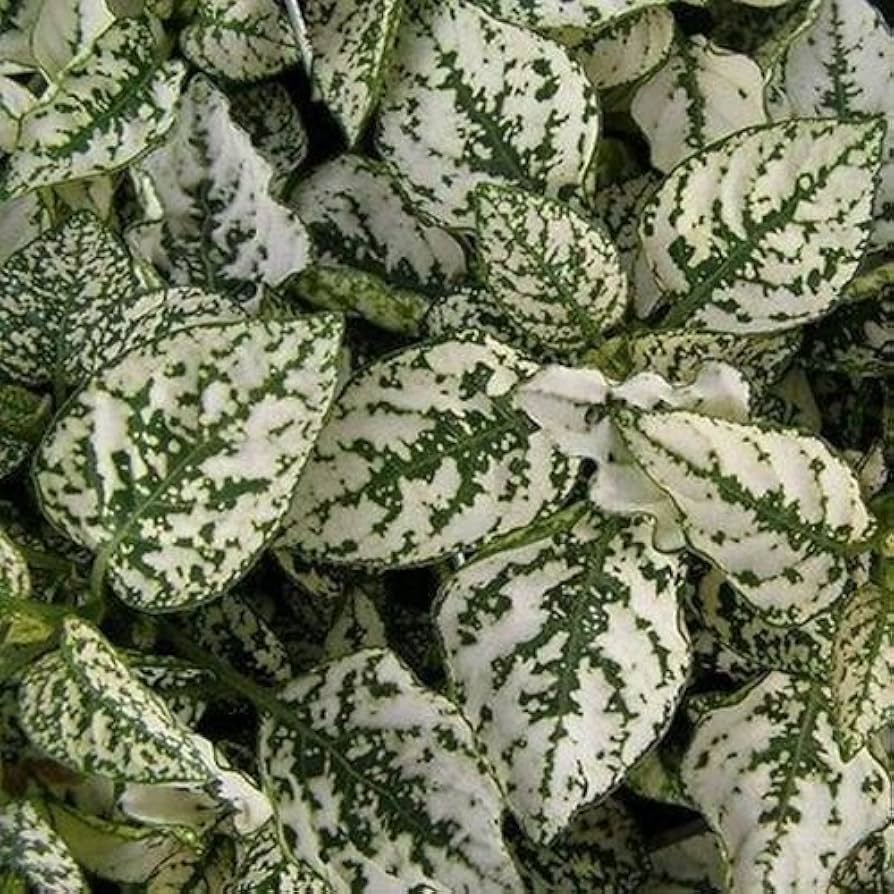 Hypoestes White Polka Dot Plant Flower Seeds â€“ Long-Lasting Foliage
