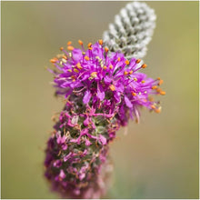 Purple Clover Trifolium Purpureum Seeds for planting in pollinator garden