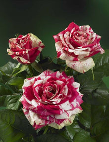 Mixed Rose Rosa Spp. Seeds for reliable seasonal color