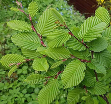 Plant Seeds (European hornbeam) for growers establishing the miniature garden or decorative pots