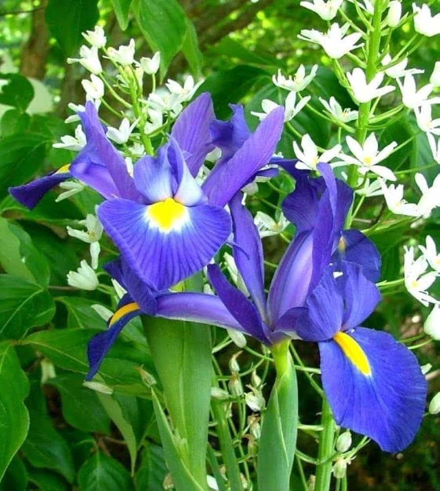 Iris Iris Germanica Flower Seeds for Planting – Ideal for Home Garden Borders and Seasonal Blooms