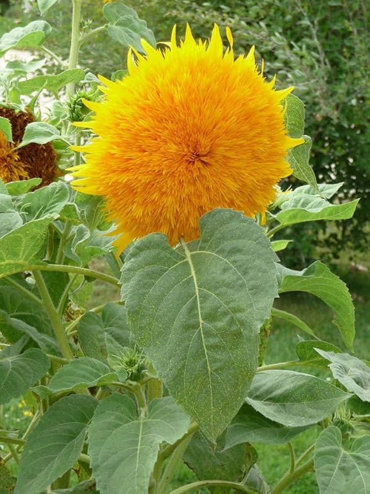 Double Dandy Sunflower for garden planting