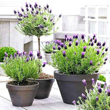 Light Yellow Lavender Seeds for cooks growing their own fresh herbs