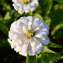 Zinnia ‘Double Salmon Profusion’ Seeds for a colorful addition to any planting