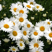 Daisy Seeds (Bellis perennis) for growers filling out the backyard flower beds or home borders