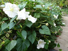 Moonflower Seeds (Ipomoea alba) for growers filling out the Night Gardens