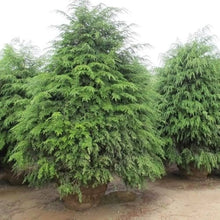 Eastern Hemlock Seeds (Tsuga canadensis) for reliable seasonal color
