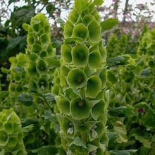 Moluccella Laevis Seeds (Moluccella laevis) for a lasting display in the flower beds and floral arrangements