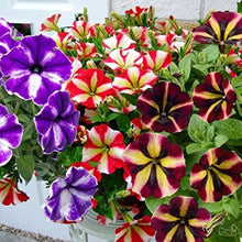 Tri-color Petunia ��������� Petunia hybrida ��������� for planting in urban flower pots