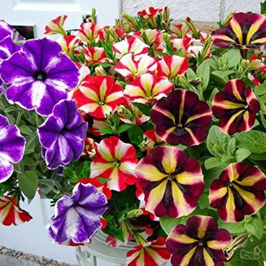 Tri-color Petunia ��������� Petunia hybrida ��������� for planting in urban flower pots