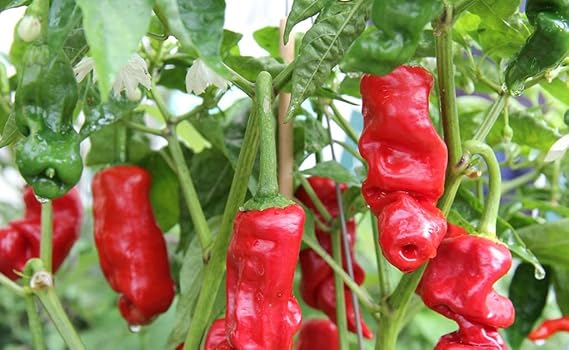 Peter (Pepper Red Capsicum annuum hot vegetable) for planting in garden