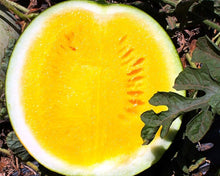 Mixed Rare Chinese Watermelon Seeds (Citrullus lanatus) for productive rows in the Garden & Vegetable Patch
