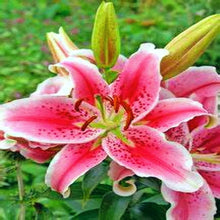 Lily Giglio Lilium Seeds for growers filling out the Home Indoor Pots