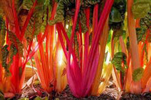 Swiss Chard Seeds (Beta vulgaris) for growers filling out the raised beds and vegetable gardens