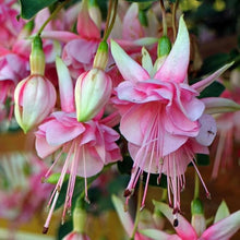 Fuchsia Fuchsia spp. for planting in flower bed