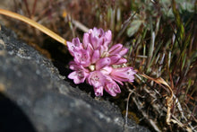 Allium Cernuum Nodding Onion Seeds (Allium cernuum) for home growers seeking a reliable harvest