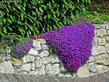 Rock Cress Aubrieta Deltoidea Cascade Purple Seeds for colorful blooms in the Rock Gardens