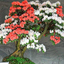Light Green Azalea Seeds for long-term planting in the Bonsai, Rhododendron, Sakura Flower Garden