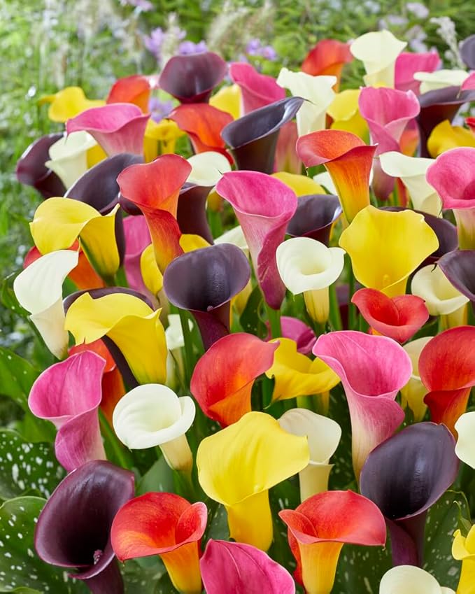 Calla Lily Bulbs for Colorful Balcony Plants and Home Garden