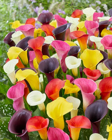 Calla Lily Bulbs for Colorful Balcony Plants and Home Garden