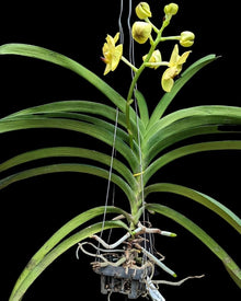 Orchid Balcony Seeds (Dendrobium spp.) for a bright addition to the balcony gardens and indoor spaces