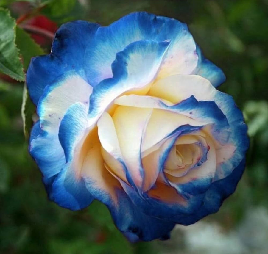 Rose Tree Seeds (Rosa spp.) for long-term planting in the Flower Bed & Garden