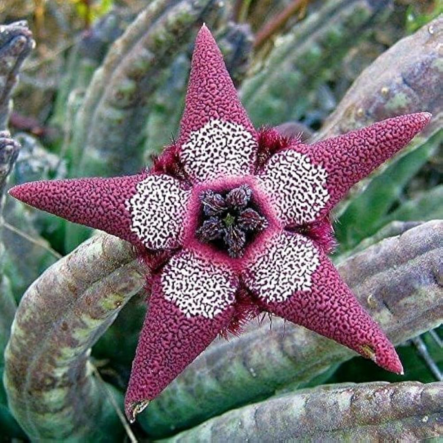 Stapelia Pulchella seeds growing into star-shaped succulent flowers with unique textures, ideal for collectors and arid gardens