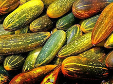 Chinese Yellow Cucumber Seeds for growers stocking a kitchen garden